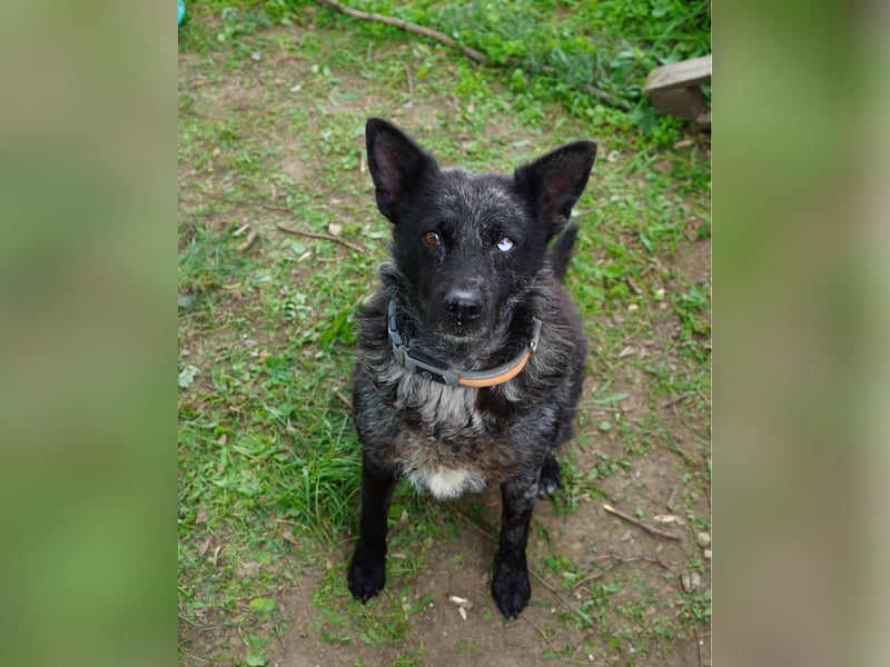 Fricska VA - freundlich, treu