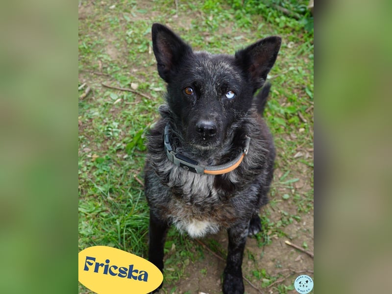 Frisca VA, intelligent / menschenbezogen Frisca VA, intelligent / menschenbezogen