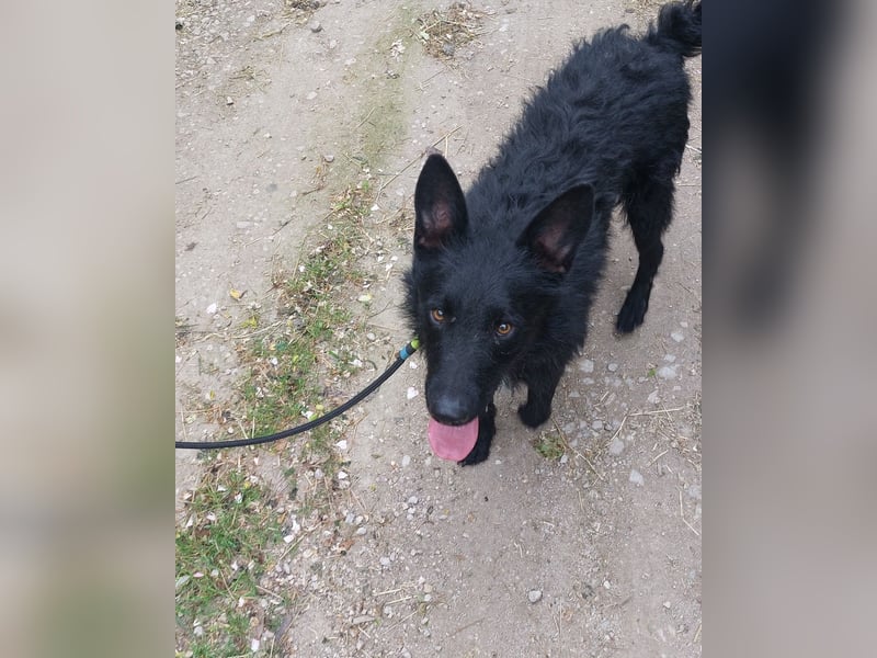 Bendeguz VA- lernwillig, hochintelligent