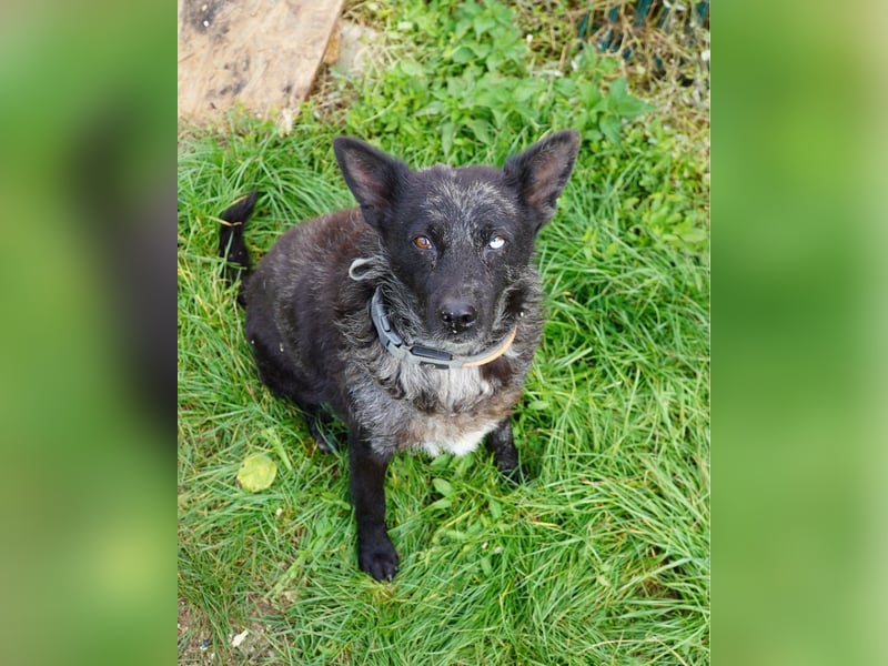 Fricska VA - freundlich, treu