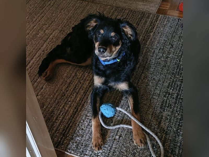 Pero ein freundlicher der Dich zum Lachen bringt