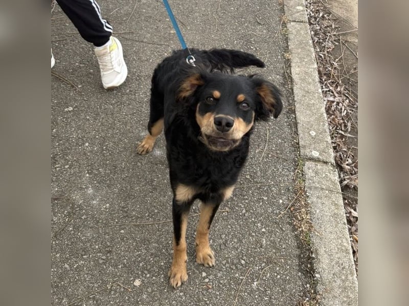 Pero ein freundlicher der Dich zum Lachen bringt