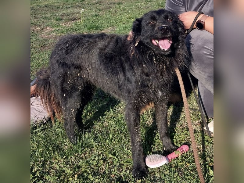 Roxie eine wundervolle Seele