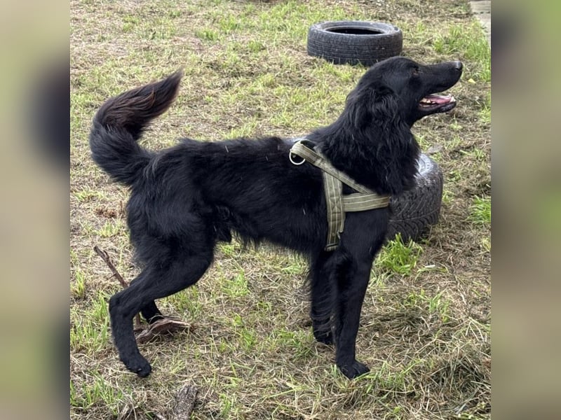 Moon ein sehr lieber Rüde