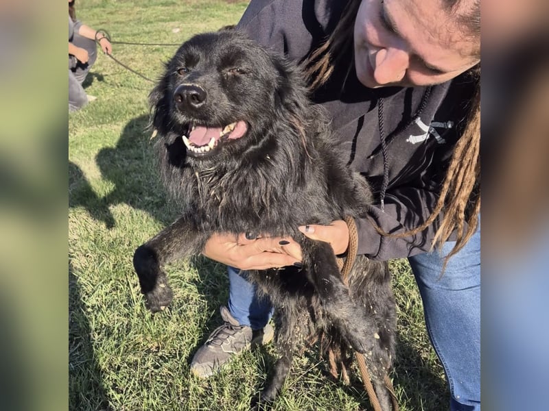 Roxie eine wundervolle Seele