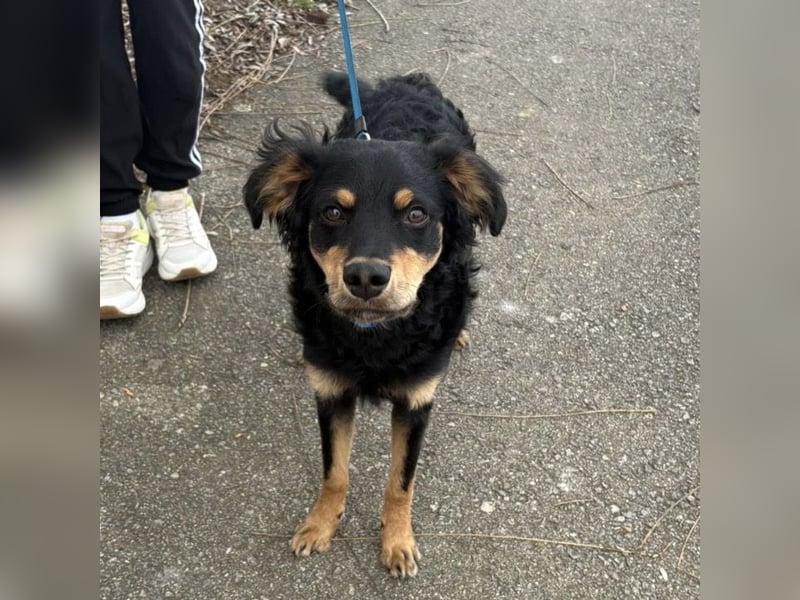 Pero ein freundlicher der Dich zum Lachen bringt