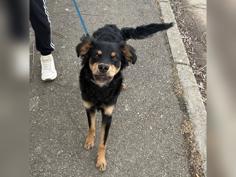 Pero ein freundlicher der Dich zum Lachen bringt