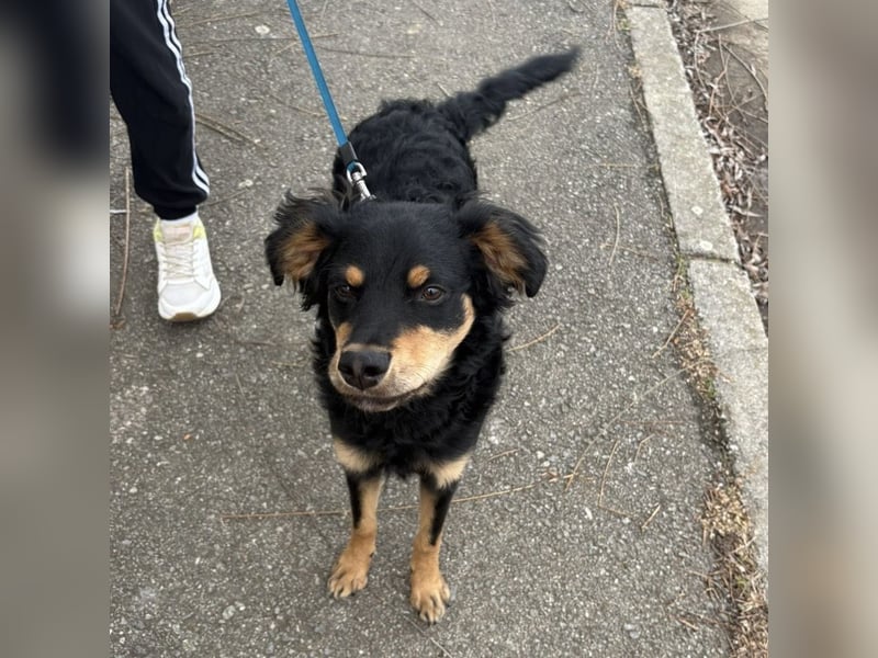 Pero ein freundlicher der Dich zum Lachen bringt