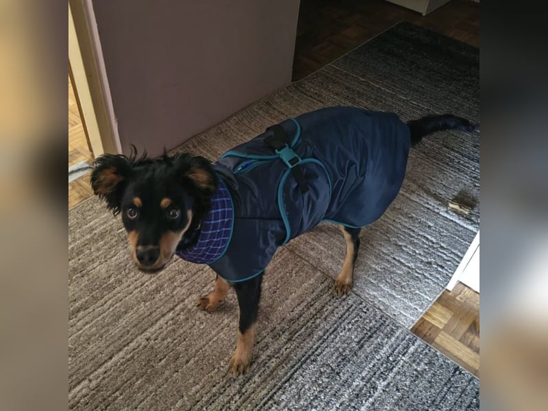 Pero ein freundlicher der Dich zum Lachen bringt