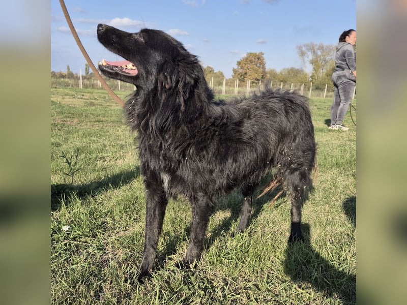 Roxie eine wundervolle Seele