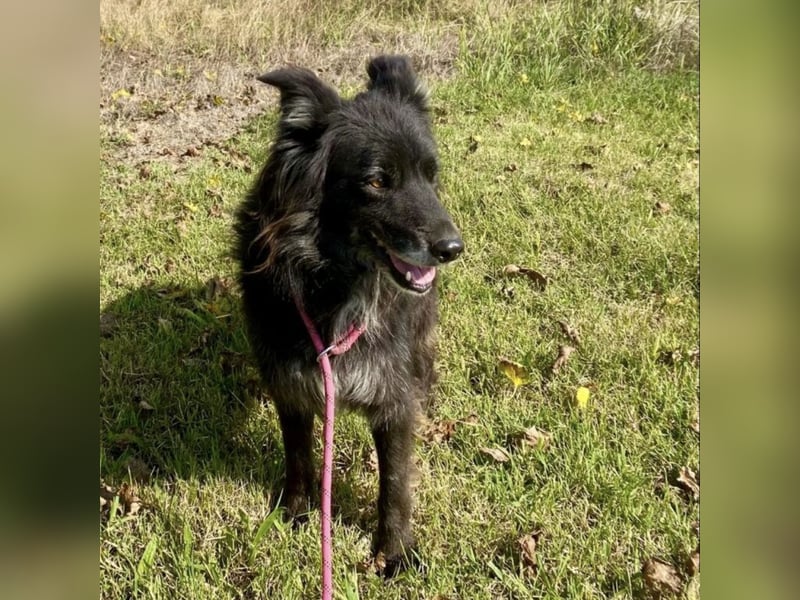 Lizzy braucht ein einfühlsames Zuhause