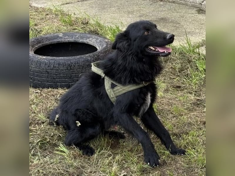 Moon ein sehr lieber Rüde