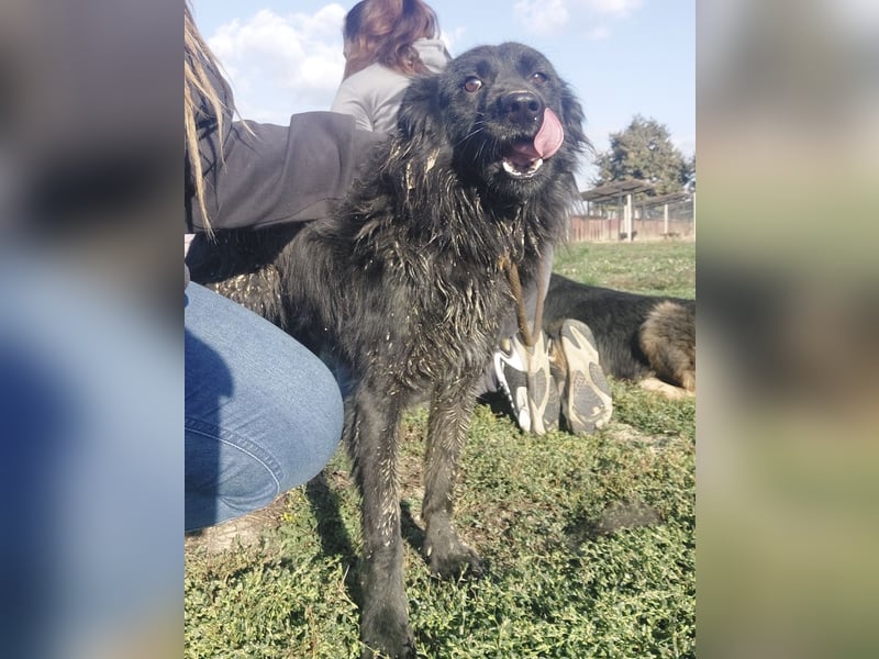 Roxie eine wundervolle Seele