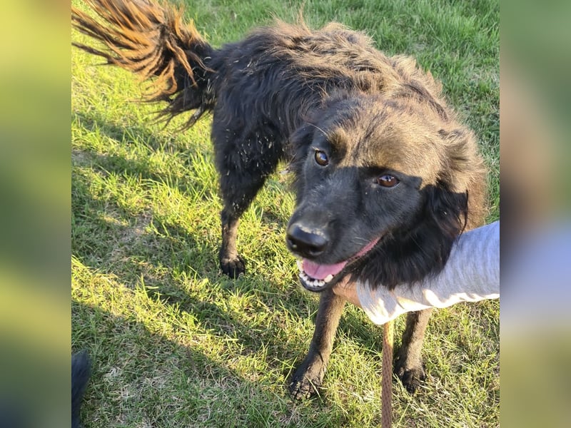 Roxie eine wundervolle Seele