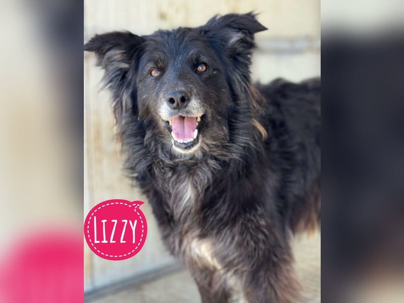 Lizzy braucht ein einfühlsames Zuhause