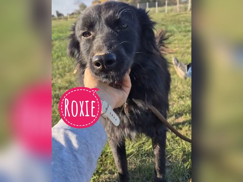Roxie eine wundervolle Seele