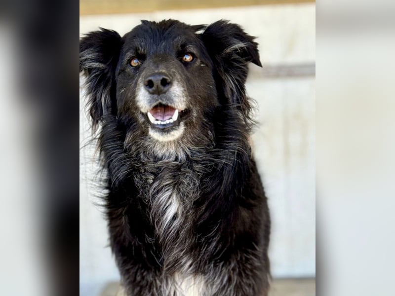 Lizzy braucht ein einfühlsames Zuhause