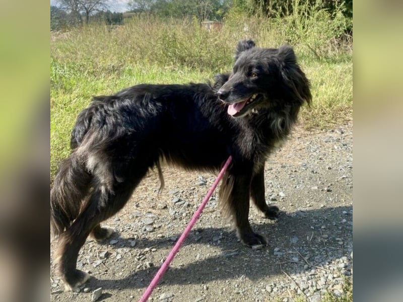 Lizzy braucht ein einfühlsames Zuhause