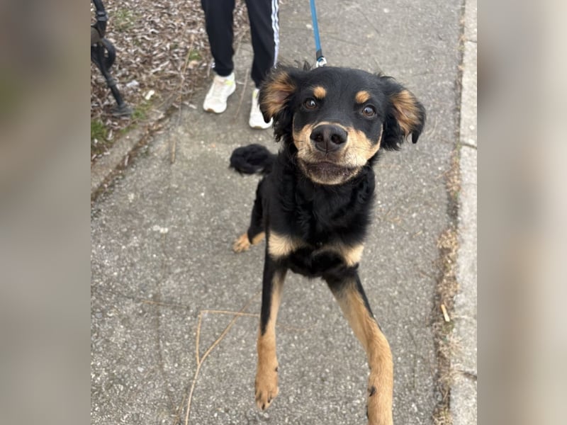 Pero ein freundlicher der Dich zum Lachen bringt