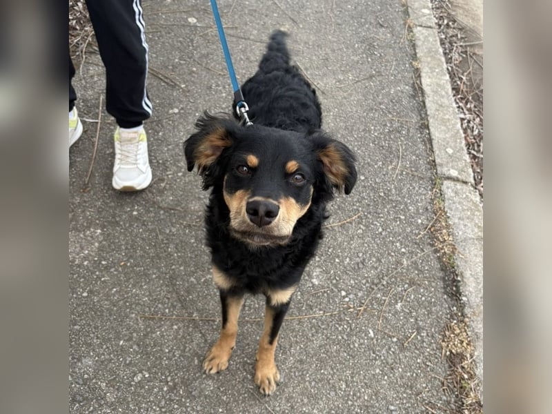 Pero ein freundlicher der Dich zum Lachen bringt