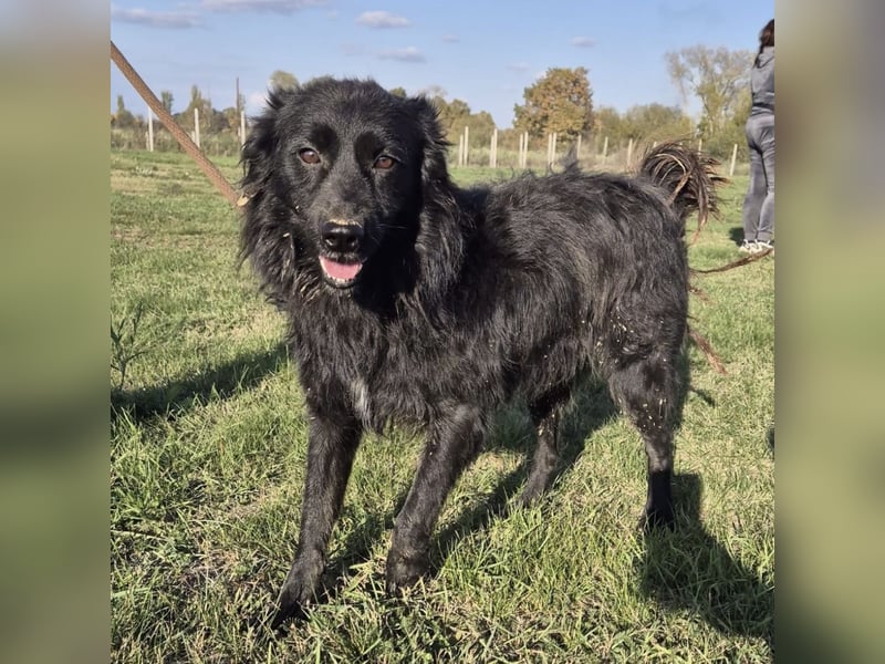 Roxie eine wundervolle Seele