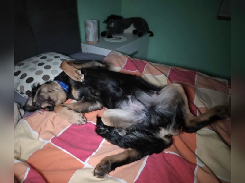 Pero ein freundlicher der Dich zum Lachen bringt