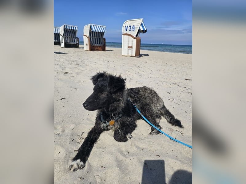 Laroche - dein neuer bester Hundekumpel (32051 Herford)