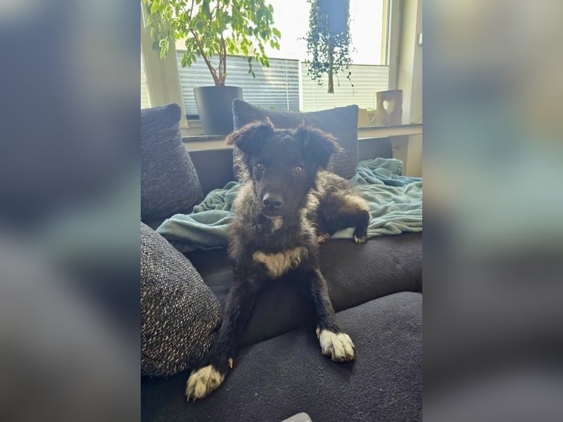 Laroche - dein neuer bester Hundekumpel (32051 Herford)