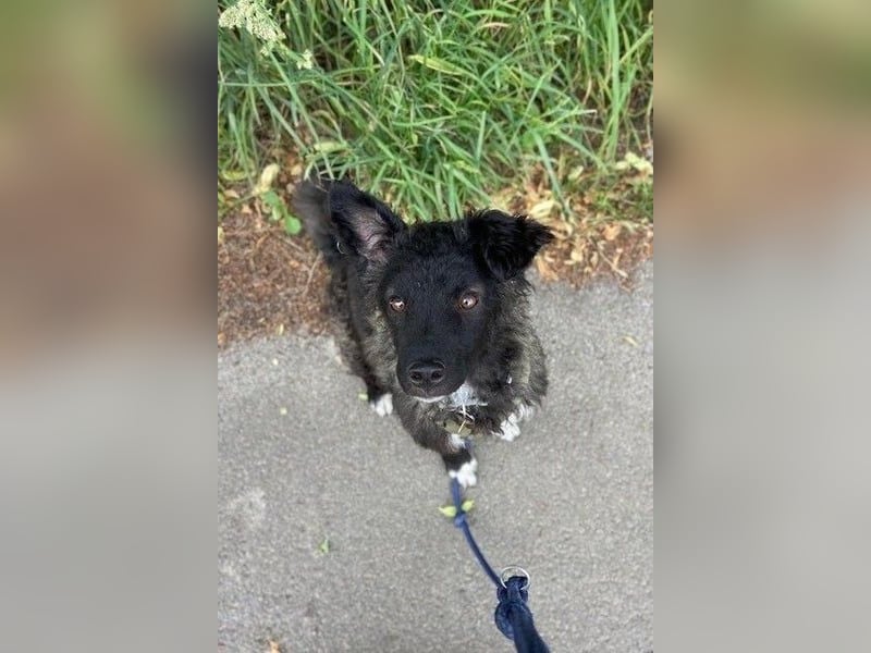 Laroche - dein neuer bester Hundekumpel (32051 Herford)