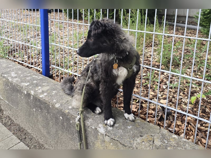 Laroche - dein neuer bester Hundekumpel (32051 Herford)