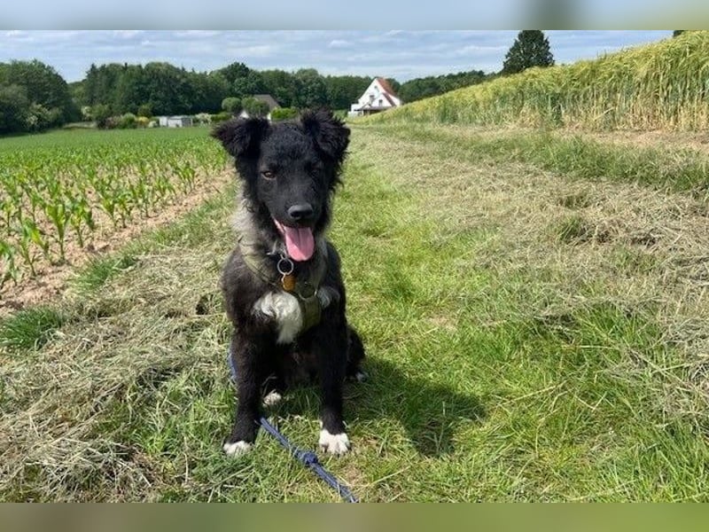 Laroche - dein neuer bester Hundekumpel (32051 Herford)