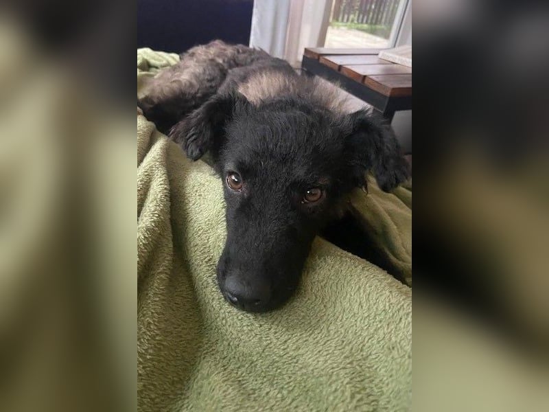 Laroche - dein neuer bester Hundekumpel (32051 Herford)
