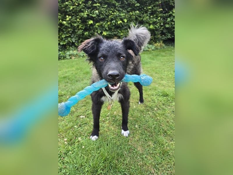 Laroche - dein neuer bester Hundekumpel (32051 Herford)