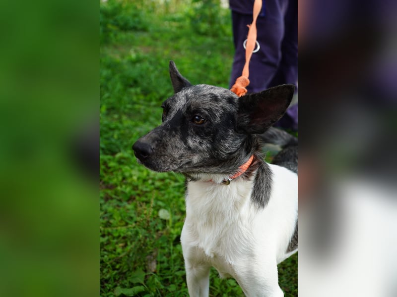 Sarolta Va– möchte endlich auch ein schönes Zuhause