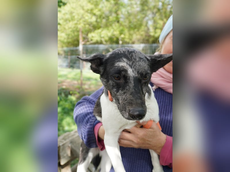 Sarolta Va– möchte endlich auch ein schönes Zuhause