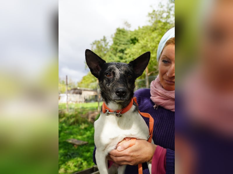 Sarolta Va– möchte endlich auch ein schönes Zuhause