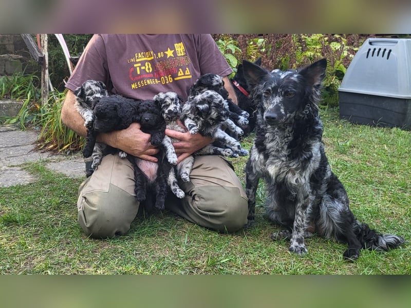 Mudi Welpen, Allrounder Familienhunde von Züchter, mit Ahnentafel