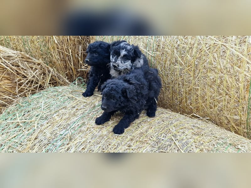 Mudi Welpen, Allrounder Familienhunde von Züchter, mit Ahnentafel