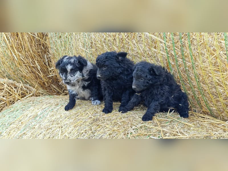 Mudi Welpen, Allrounder Familienhunde von Züchter, mit Ahnentafel