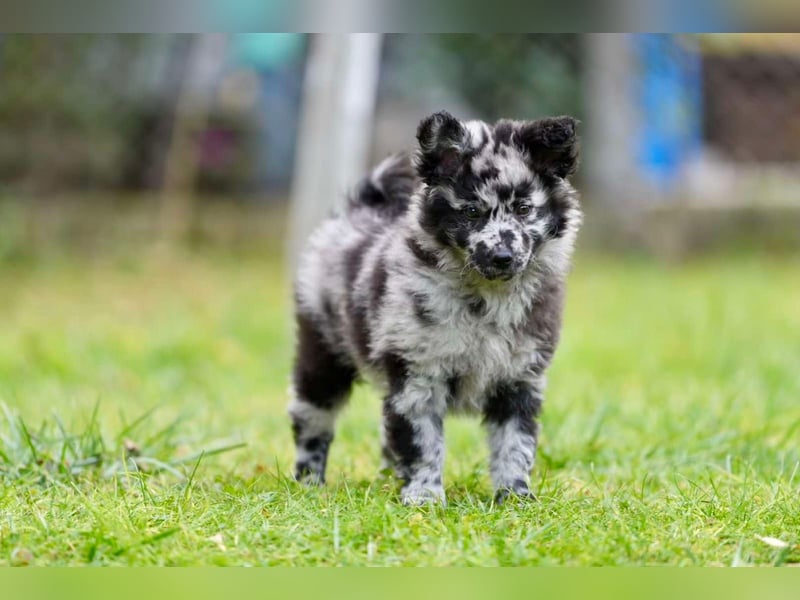 Mudi Welpen, Allrounder Familienhunde von Züchter, mit Ahnentafel