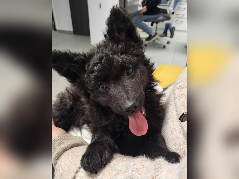 Mudi Welpen, Allrounder Familienhunde von Züchter, mit Ahnentafel