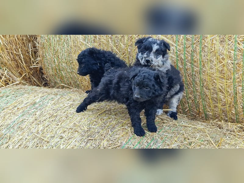 Mudi Welpen, Allrounder Familienhunde von Züchter, mit Ahnentafel