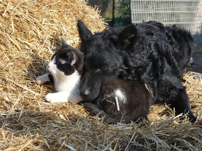 Mudi Welpen, Allrounder Familienhunde von Züchter, mit Ahnentafel