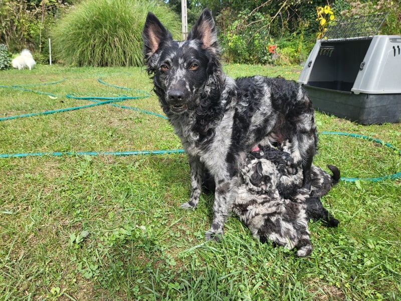 Mudi Welpen, Allrounder Familienhunde von Züchter, mit Ahnentafel