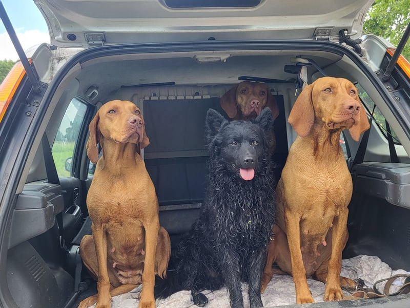 Mudi Welpen, Allrounder Familienhunde von Züchter, mit Ahnentafel