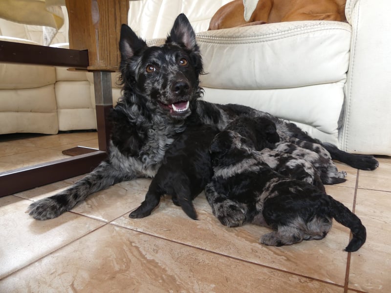 Mudi Welpen, Allrounder Familienhunde von Züchter, mit Ahnentafel