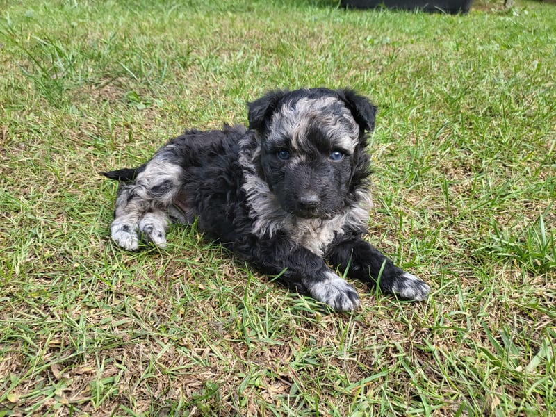 Mudi Welpen, Allrounder Familienhunde von Züchter, mit Ahnentafel
