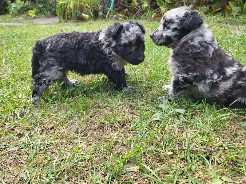 Mudi Welpen, Allrounder Familienhunde von Züchter, mit Ahnentafel