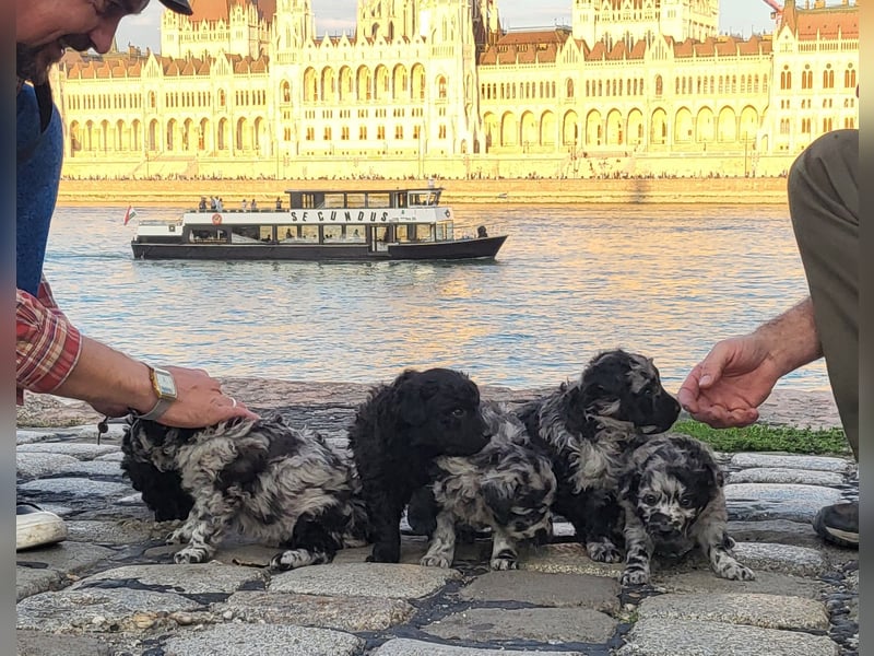 Mudi Welpen, Allrounder Familienhunde von Züchter, mit Ahnentafel