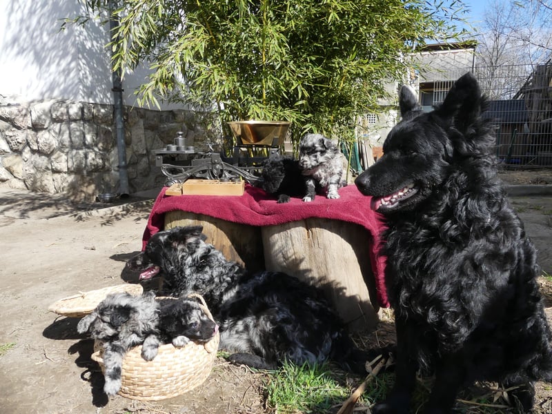 Mudi Welpen, Allrounder Familienhunde von Züchter, mit Ahnentafel
